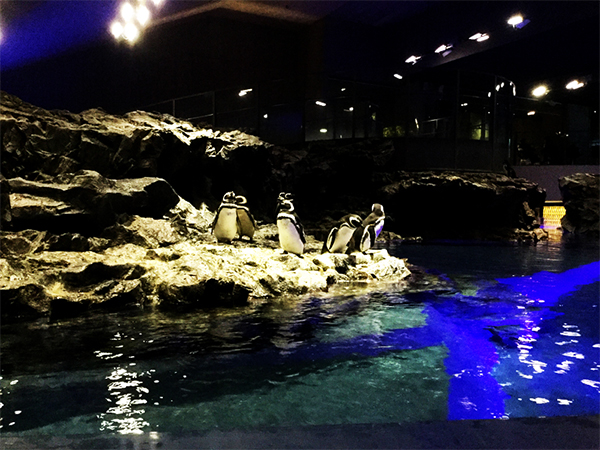 東京スカイツリータウンすみだ水族館の展示がすごい！ペンギン専用大型プールも！