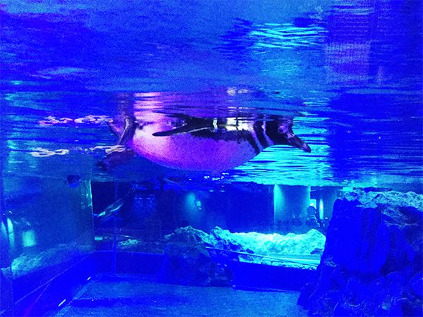 東京スカイツリータウンすみだ水族館の展示がすごい！ペンギン専用大型プールも！