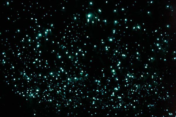 【ニュージーランド】ワイトモ・グロウワーム鍾乳洞の土ボタルがまるで満点の星空！
