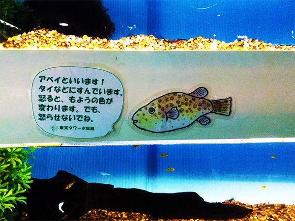 東京タワー水族館にいる観賞魚！お子さま連れの週末のお出かけやデートにおすすめ！