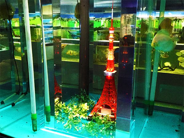 東京タワー水族館にいる観賞魚！お子さま連れの週末のお出かけやデートにおすすめ！