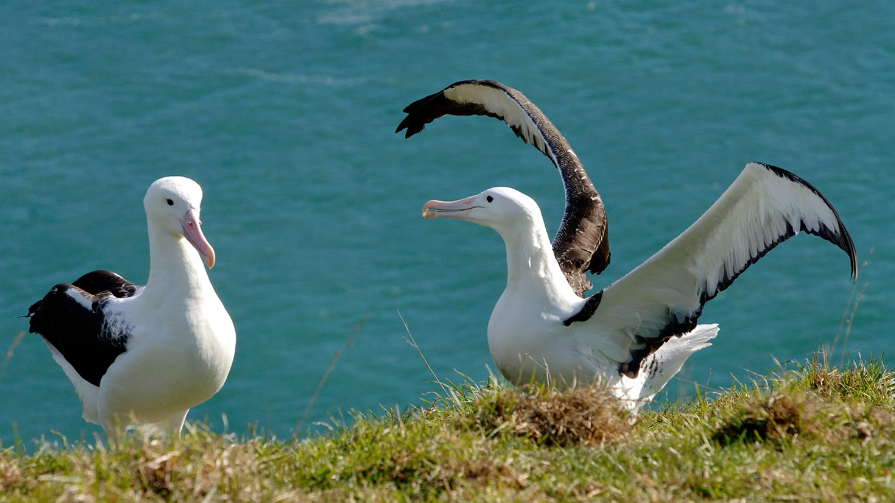 ニュージーランドで野生動物に会う旅！おすすめ観光ツアー＆スポット３選～ダニーデン・オタゴ半島～