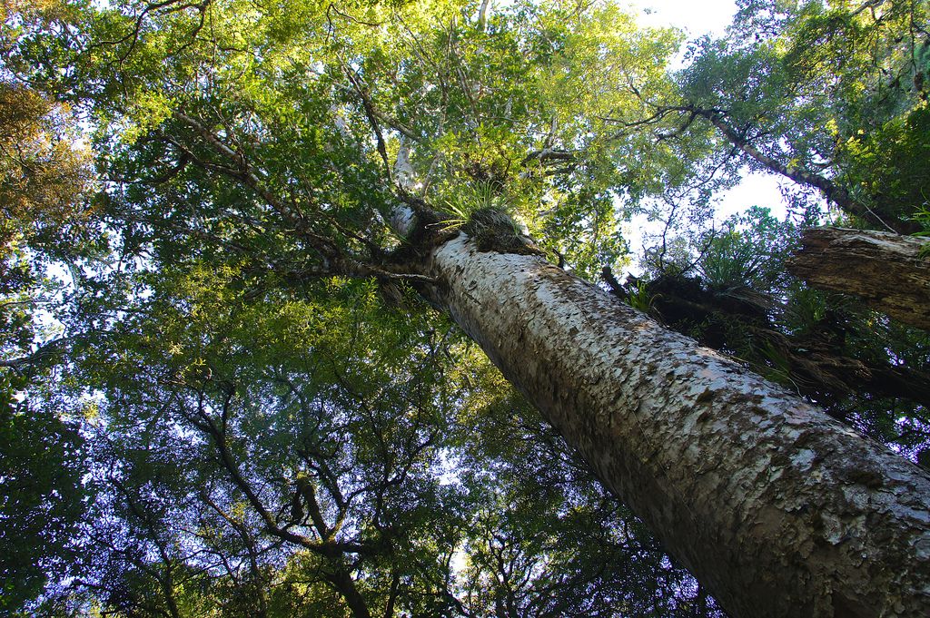 ニュージーランド・ワイポウアの森で巨木カウリを拝む！いざ神秘の世界へ