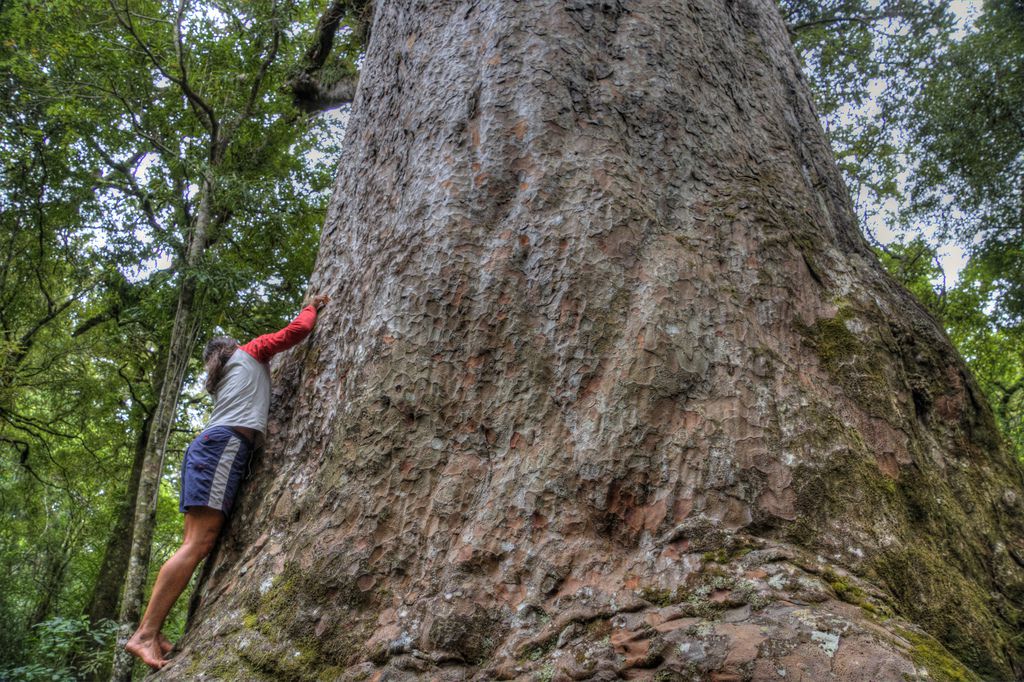 ニュージーランド・ワイポウアの森で巨木カウリを拝む！いざ神秘の世界へ