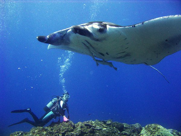 沖縄・石垣島でイルカやウミガメ、マンタと泳いできました！一生忘れない思い出に！