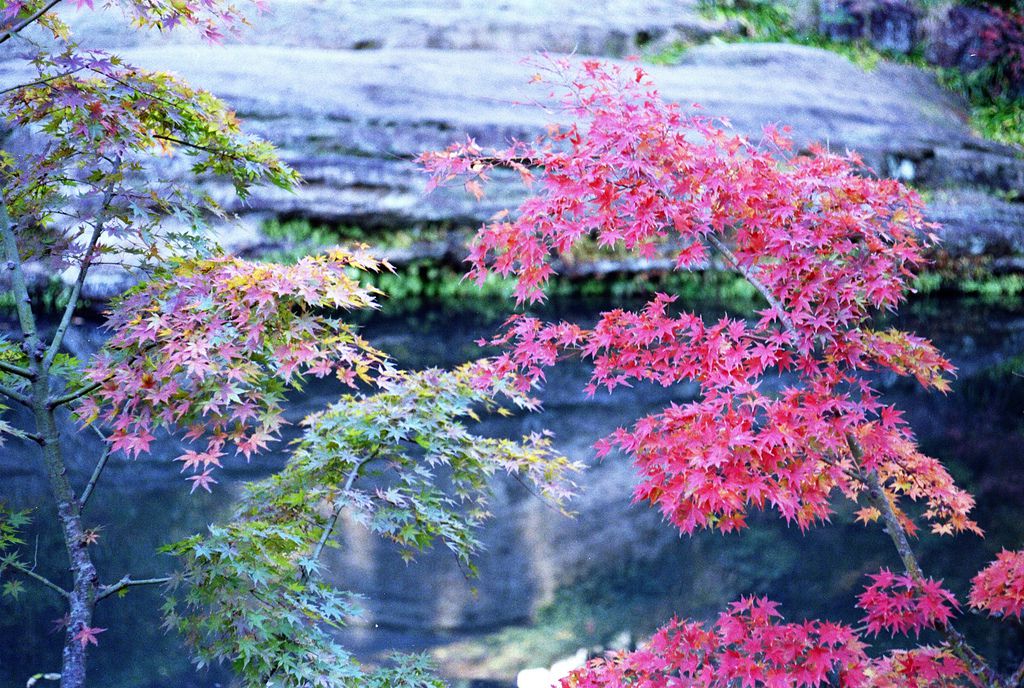 【紅葉シーズン】色彩の宝庫鎌倉！秋冬こそ訪れたい見どころお寺７選