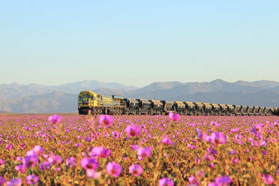 死ぬまでに見たい秘境！チリ・アタカマ砂漠に広がる花畑の絶景は異常気象が原因？