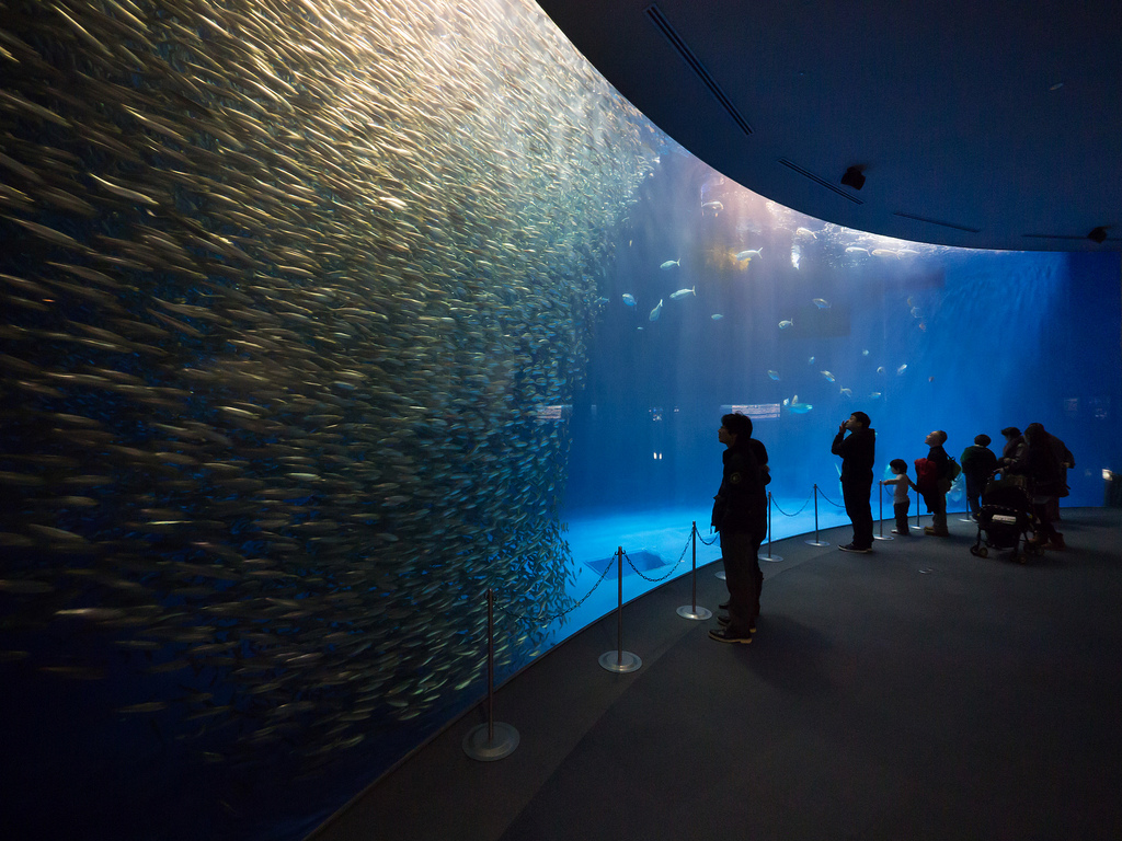 迫力ある海の世界へ！名古屋港水族館でベルーガに会える♡