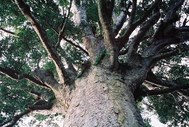 ニュージーランドのパワースポット「ワイポウワの森」には樹齢1000年の巨木が！
