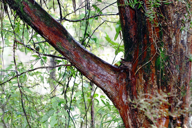ニュージーランドのパワースポット「ワイポウワの森」には樹齢1000年の巨木が！