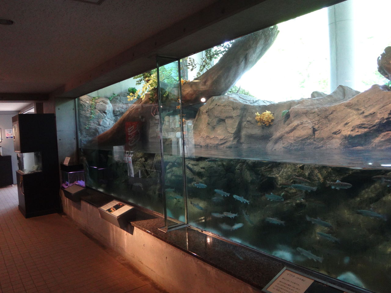 タモリも訪問！埼玉県立 川の博物館(かわはく)見所まとめ