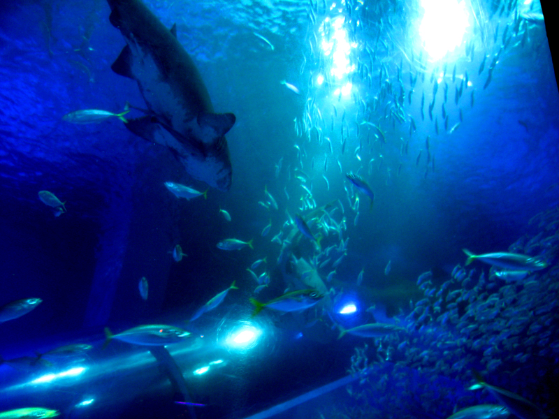 イルカに触れる横浜・八景島シーパラダイスはドルフィン天国だった！
