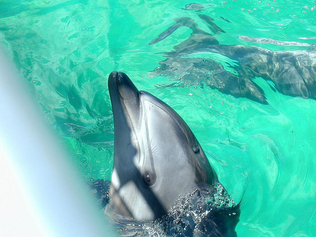 イルカに触れる横浜・八景島シーパラダイスはドルフィン天国だった！