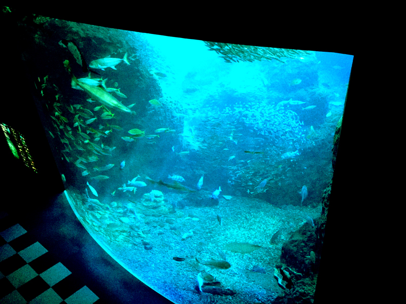新江ノ島水族館で人気の見どころ５選！子連れ週末旅行におすすめ！