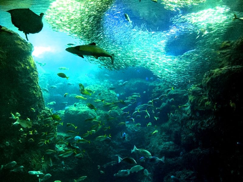 新江ノ島水族館で人気の見どころ５選！子連れ週末旅行におすすめ！