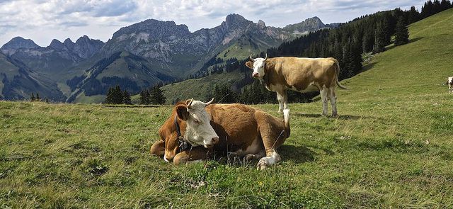 スイス旅行で体験したい絶品スイスチーズ5選！豊かな自然の恵みが凝縮された名品の魅力に迫る