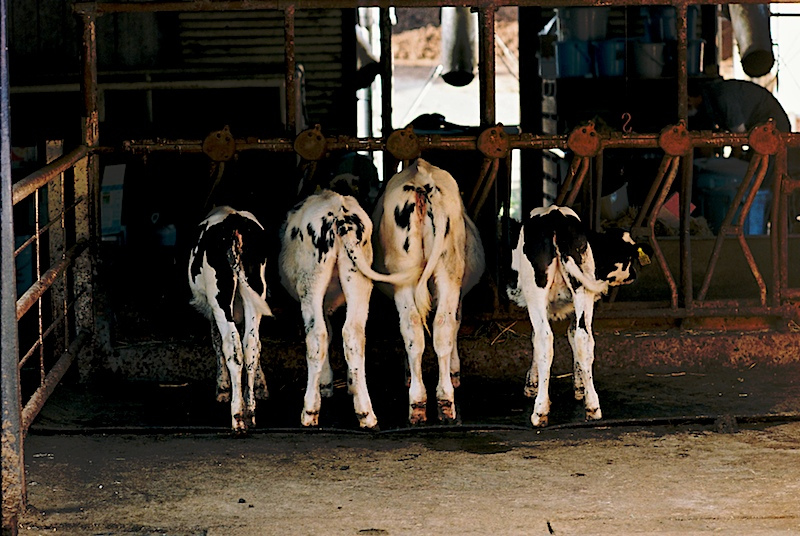 週末家族旅行におすすめな全国の牧場６選！ソーセージ作りや乗馬体験、牛の乳搾り！