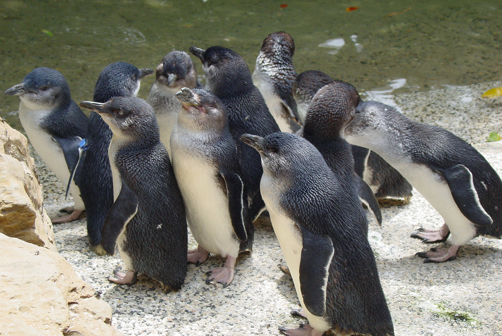 オーストラリア・フィリップ島自然公園で野生リトルペンギンに会おう！メルボルンから車で２時間！