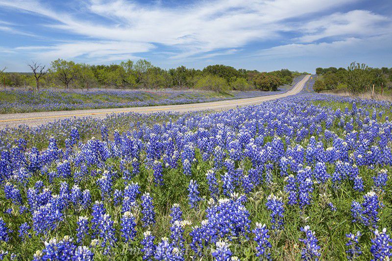 地平線まで埋め尽くす青のカーペット！テキサス・ブルーボネットの絶景を見てみませんか?