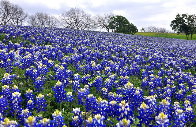 地平線まで埋め尽くす青のカーペット！テキサス・ブルーボネットの絶景を見てみませんか?