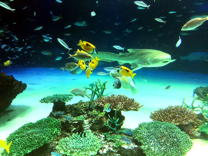 デートにおすすめ！池袋・サンシャイン水族館で出会える美しいお魚たち