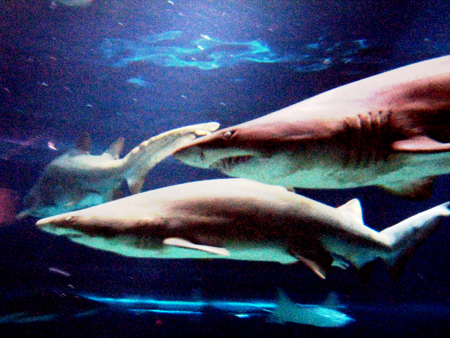 サメ好き必見のアクアワールド茨城県大洗水族館！49種類のサメの展示が見どころ！