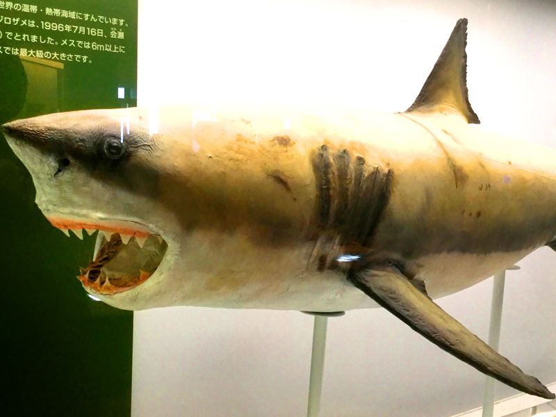 サメ好き必見のアクアワールド茨城県大洗水族館！49種類のサメの展示が見どころ！