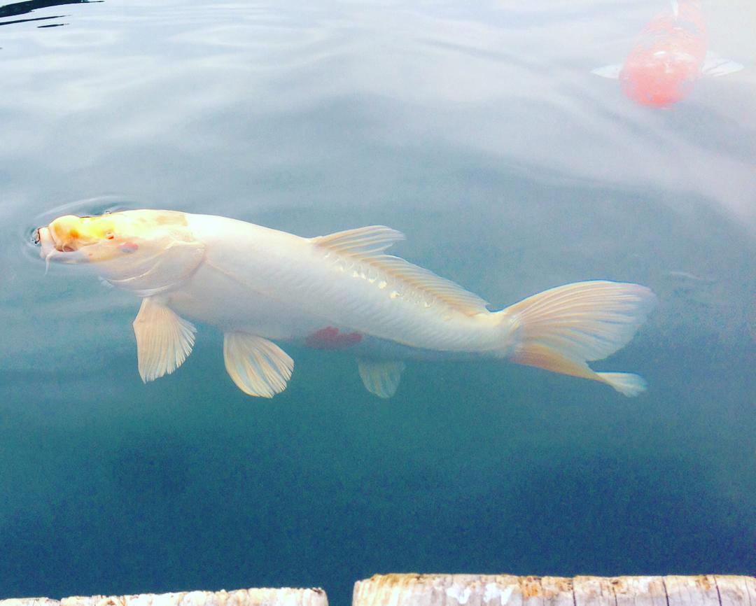 福島で人気のパワースポット「五色沼」が絶景！ハートの鯉も！