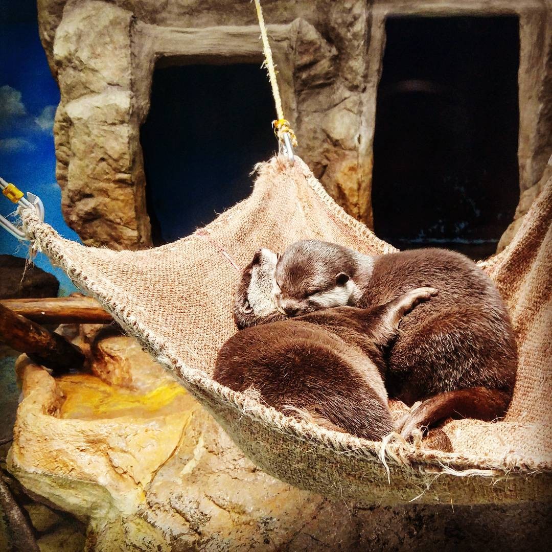 北海道小樽の穴場スポット！おたる水族館でトドのダイブを観よう