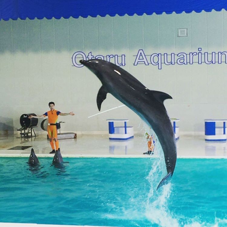 北海道小樽の穴場スポット！おたる水族館でトドのダイブを観よう