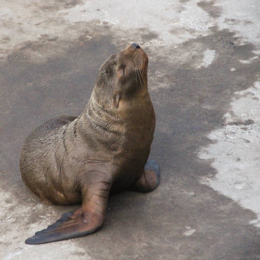 北海道小樽の穴場スポット！おたる水族館でトドのダイブを観よう