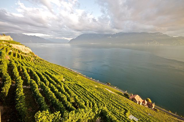 スイスワインは超美味しい！スイス旅行で行くべきワイナリーとおすすめワイン５選