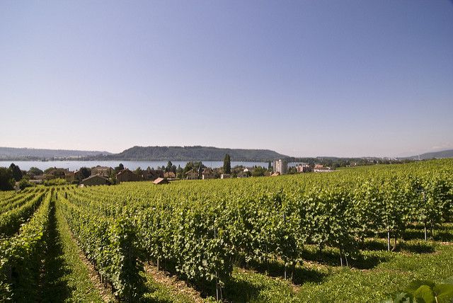 スイスワインは超美味しい！スイス旅行で行くべきワイナリーとおすすめワイン５選