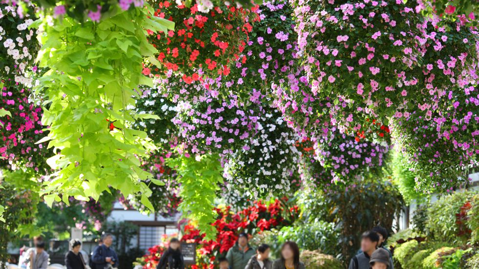 静岡県掛川市の人気観光スポット掛川花鳥園の魅力を一挙公開！鳥＆花好きな人必見です