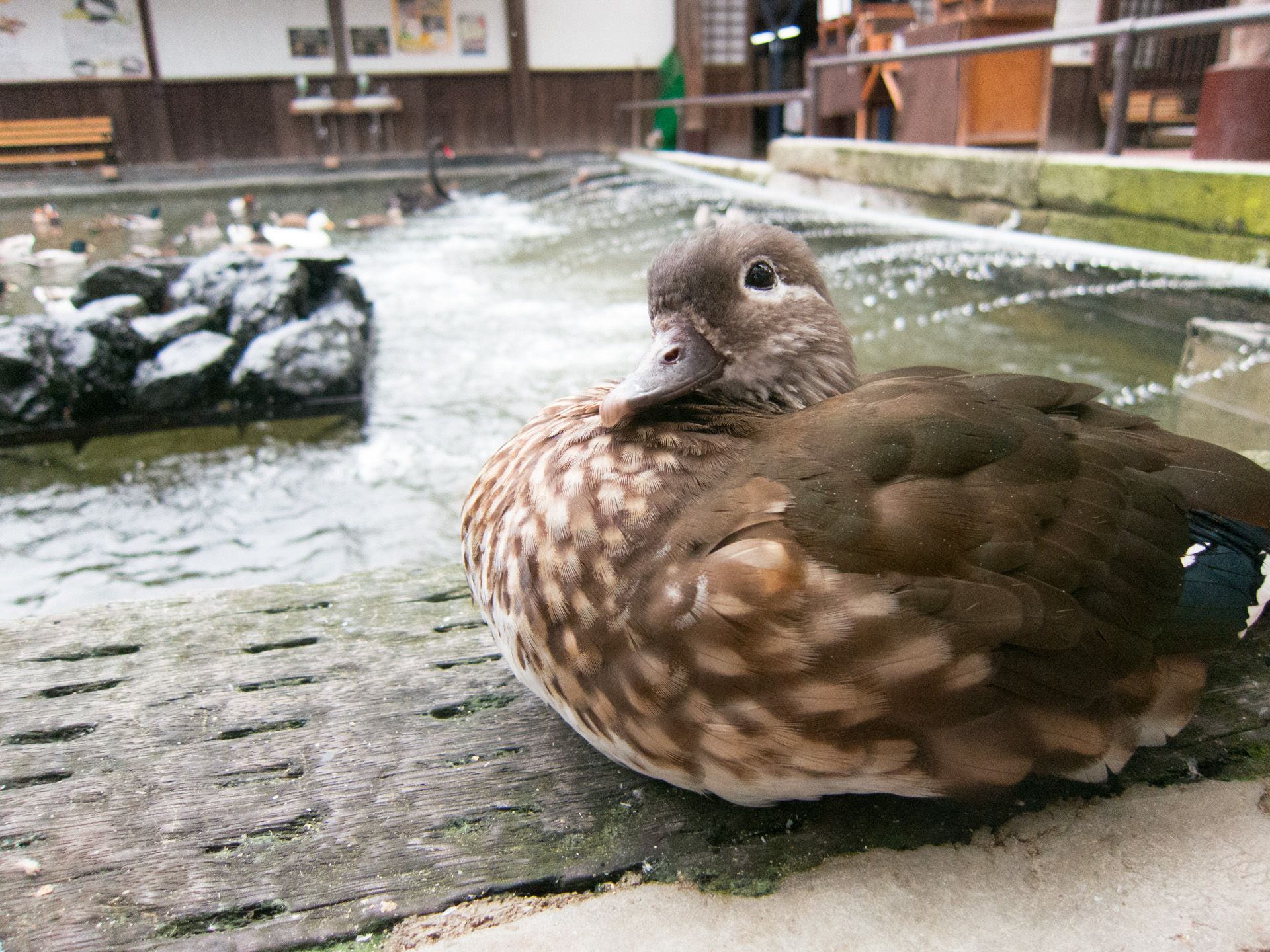 静岡県掛川市の人気観光スポット掛川花鳥園の魅力を一挙公開！鳥＆花好きな人必見です