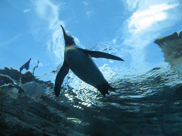 北海道・旭山動物園「ペンギン館」」大特集」！可愛らしいペンギンたちを間近で観察できるおすすめ人気スポット