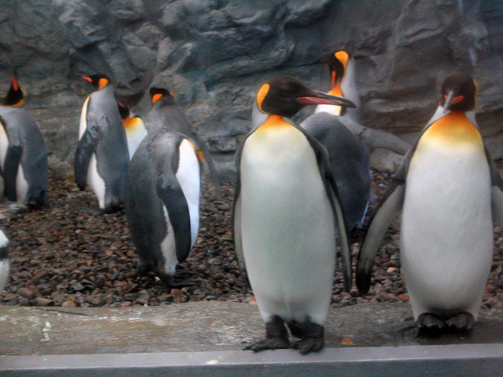 北海道・旭山動物園「ペンギン館」」大特集」！可愛らしいペンギンたちを間近で観察できるおすすめ人気スポット