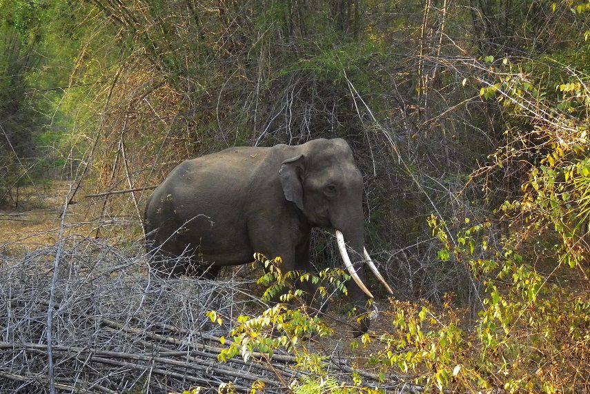 スリランカのゾウの楽園「ミンネリア国立公園」で野生のゾウに会おう！