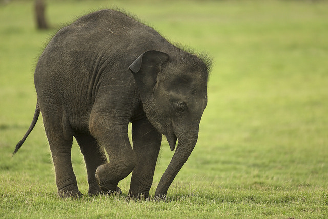 スリランカのゾウの楽園「ミンネリア国立公園」で野生のゾウに会おう！