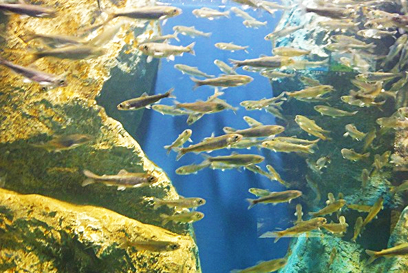 北海道北見の新観光スポット「山の水族館」！人気ぶりがハンパない！