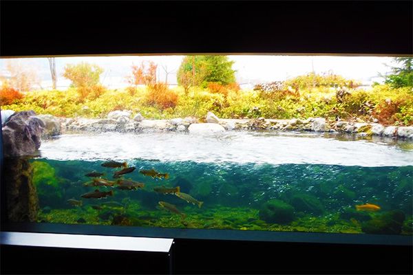 北海道北見の新観光スポット「山の水族館」！人気ぶりがハンパない！