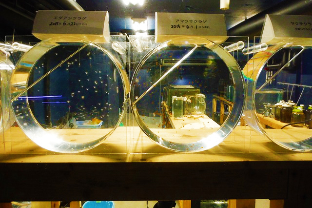 新潟県で人気の水族館「マリンピア日本海」の見どころ大特集！日本海のど真ん中で新生水族館大満喫