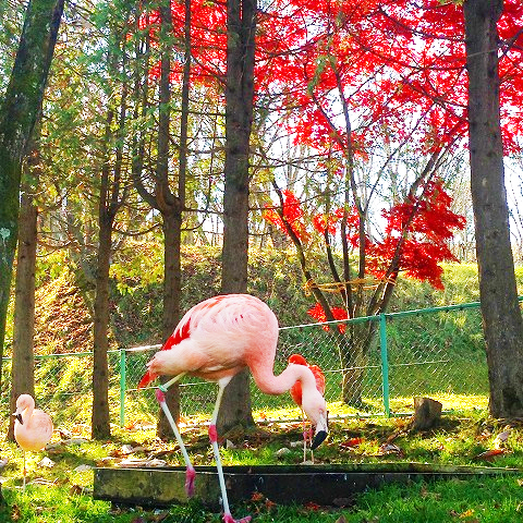 北海道・旭山動物園の営業時間やアクセス、魅力などを徹底紹介！