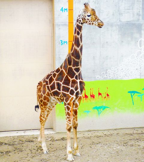 北海道・旭山動物園の営業時間やアクセス、魅力などを徹底紹介！