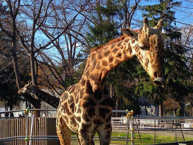 札幌市円山動物園はホッキョクグマの繁殖が有名！無料の体験イベントも！