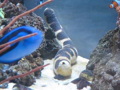 静岡「沼津港深海水族館」特集！港八十三番地には珍しい深海魚料理が食べられる店も