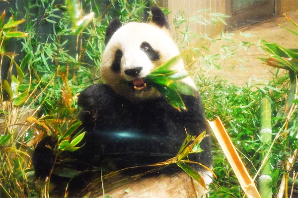 パンダで有名な上野動物園で人気の珍しい動物は？オカピにコビトカバ、アイアイも！