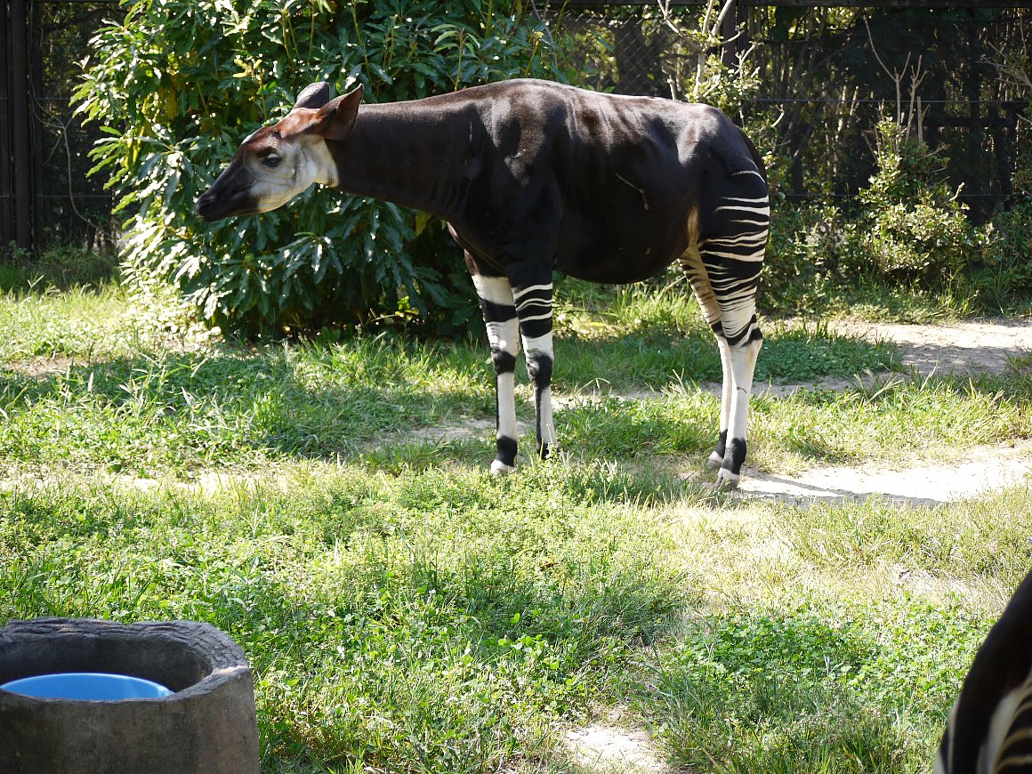 パンダで有名な上野動物園で人気の珍しい動物は？オカピにコビトカバ、アイアイも！