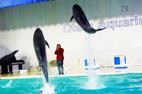 北海道小樽「おたる水族館」イルカスタジアム＆海獣公園がすごい！子連れ旅行におすすめ！