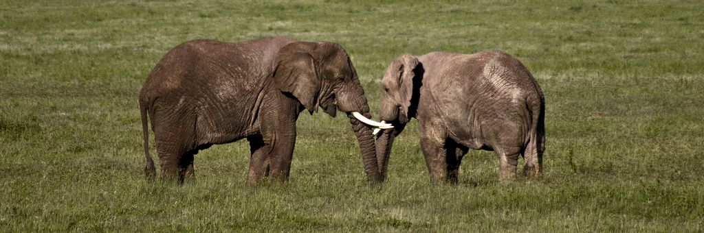 タンザニア旅行で行くべき「ンゴロンゴロ」！旅行野生動物の守護部族、マサイ族も！